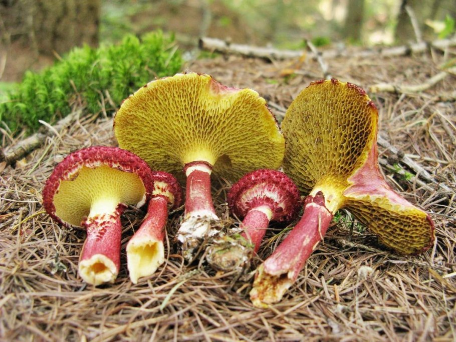 Гриб Мицена полосатоножковая