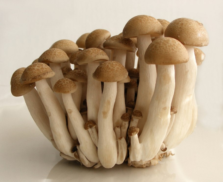 Шимеджи грибы