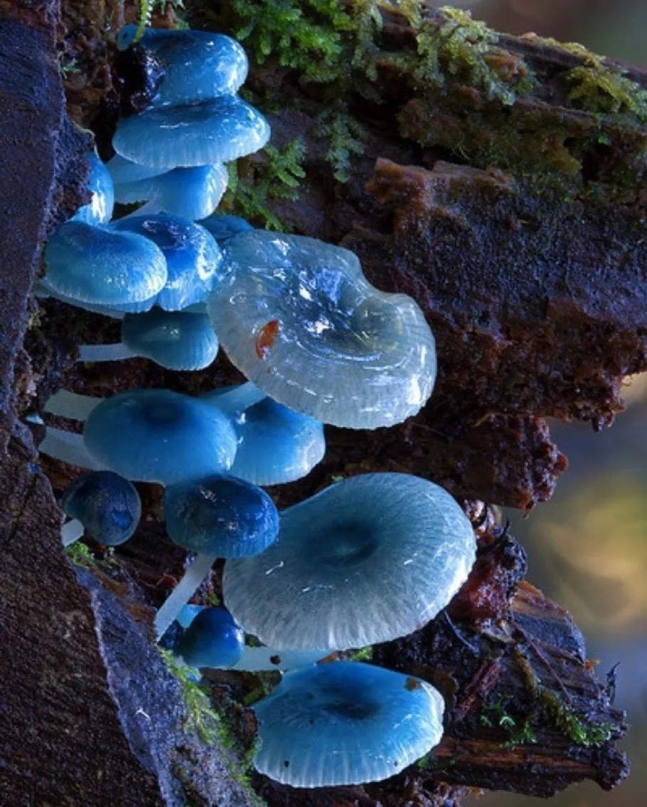 Гриб строфария сине-зеленая