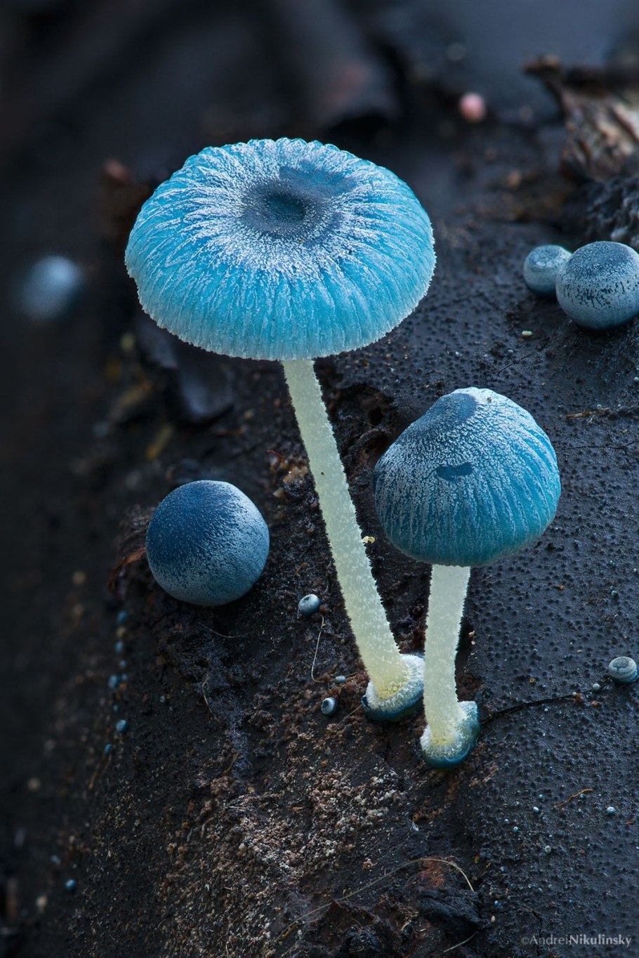 Строфария сине зеленая съедобный гриб