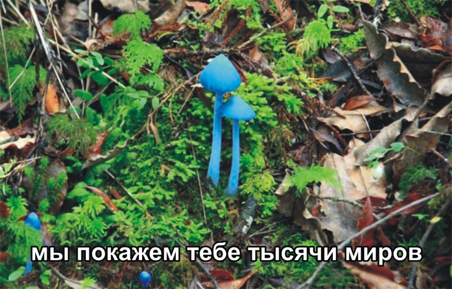 Гриб строфария сине-зеленая