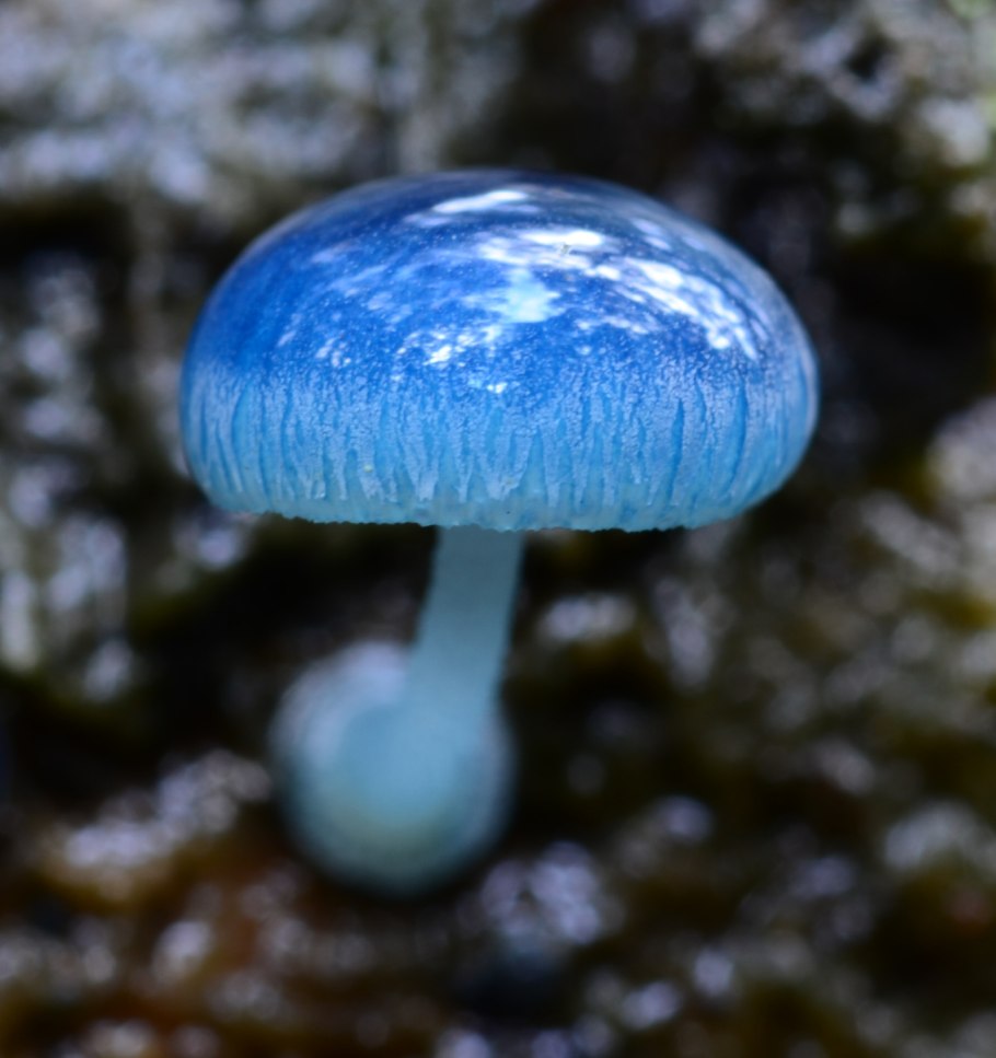 Синяя Энтолома Entoloma hochstetteri