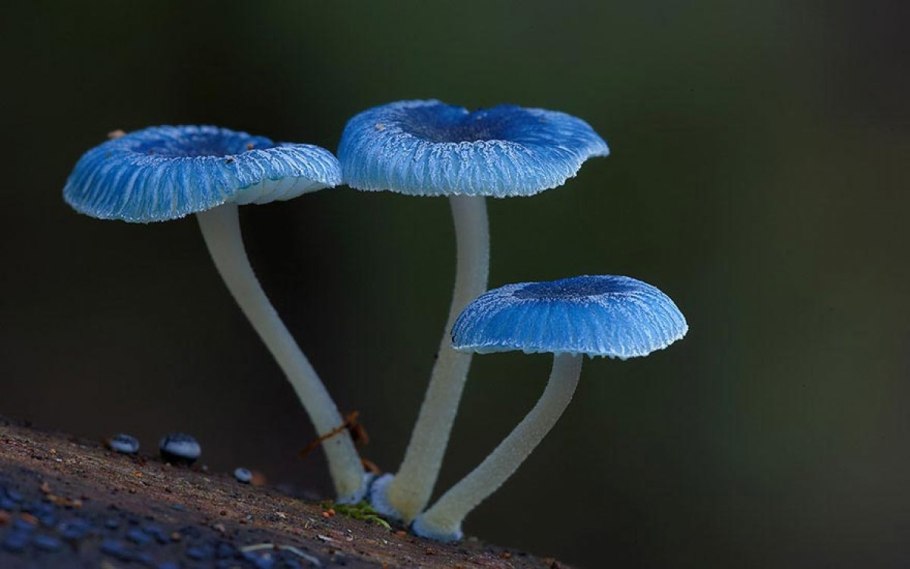 Синяя Энтолома Entoloma hochstetteri