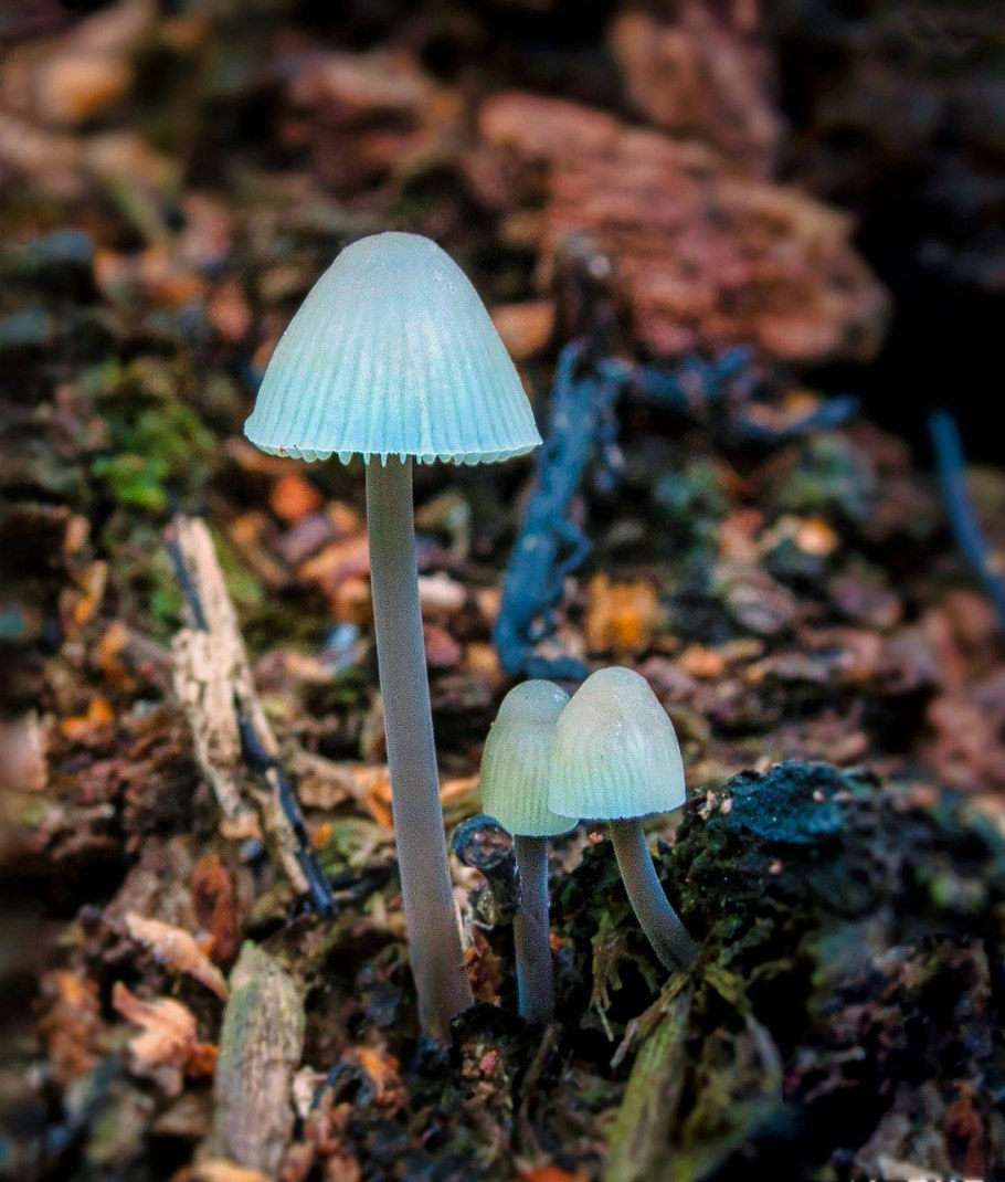 Лерациомицес (leratiomyces)