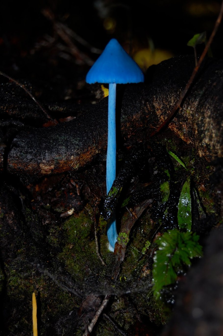 Гриб Энтолома голубая