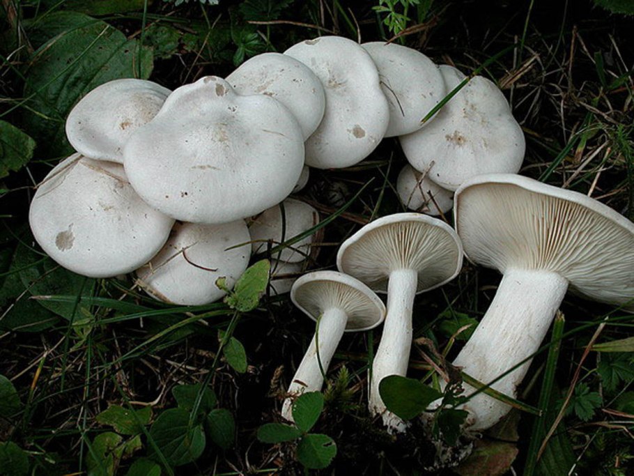 Рядовка сросшаяся Leucocybe connata