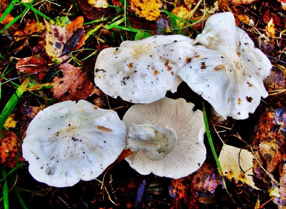 Рядовка Голубиная Tricholoma columbetta