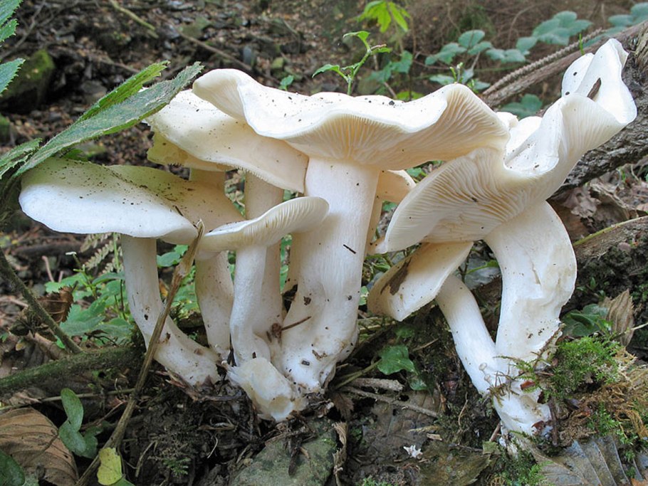 Leucocybe connata