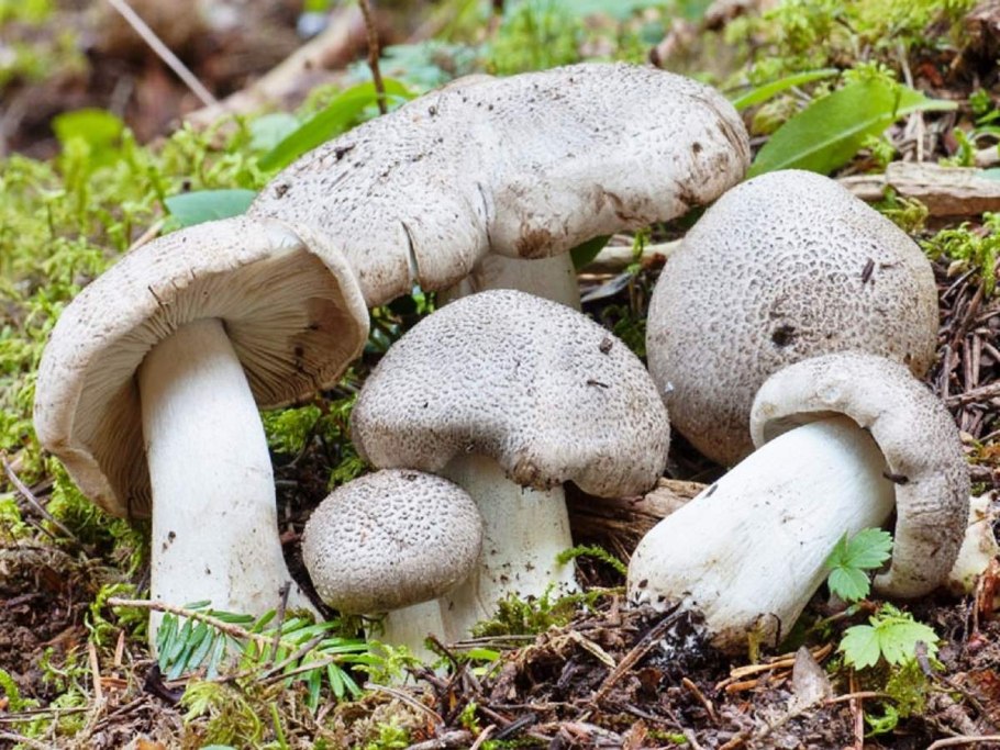 Рядовка тигровая Tricholoma pardinum