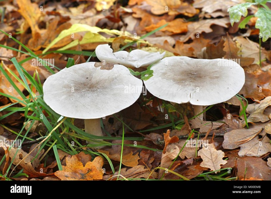 Рядовка сросшаяся Leucocybe connata