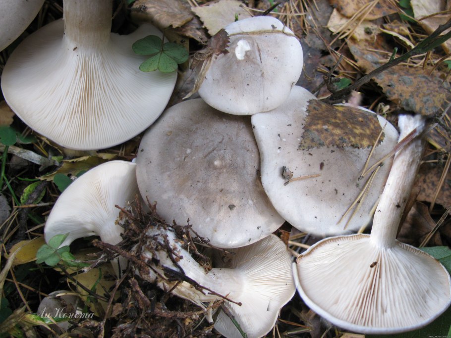 Рядовка мыльная Tricholoma saponaceum