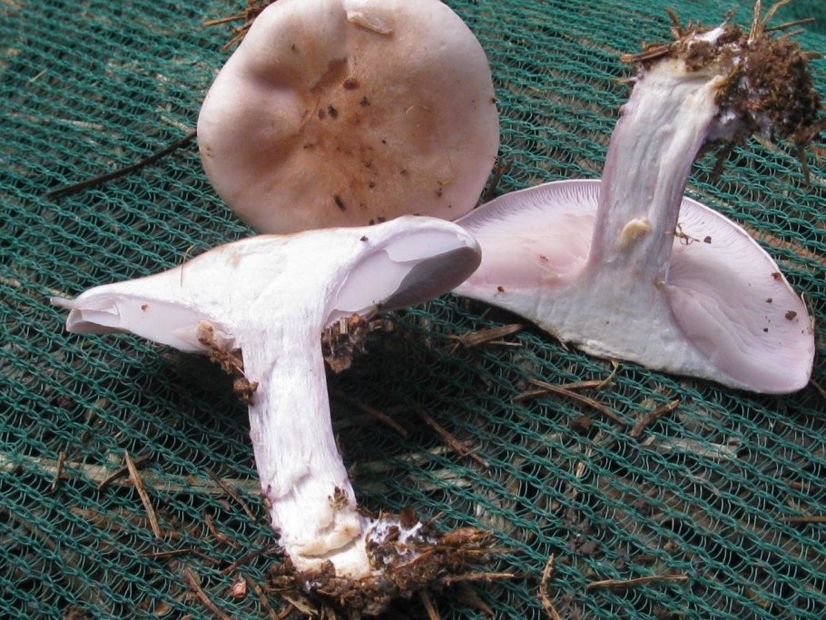 Рядовка белая рядовка белая (Tricholoma album)
