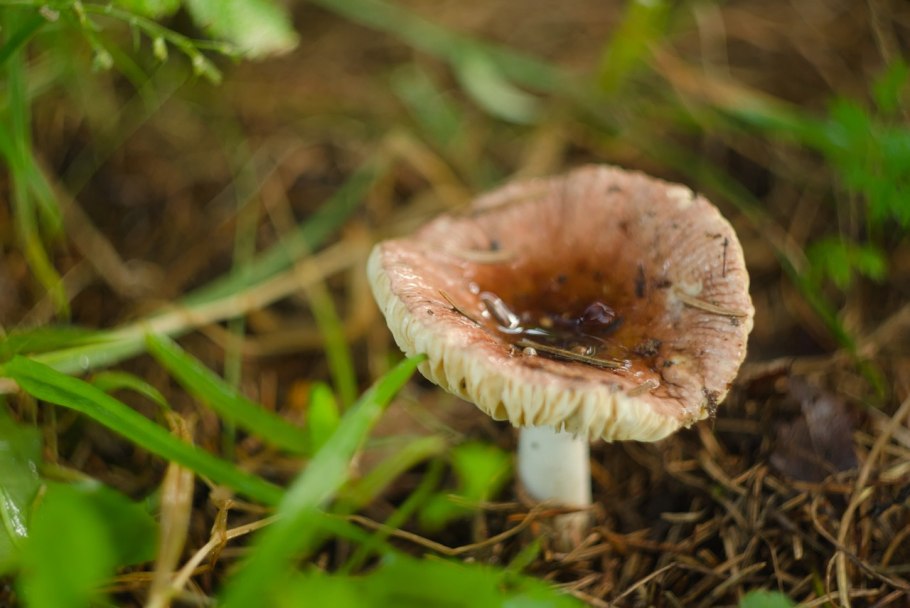 Сыроежка Еловая