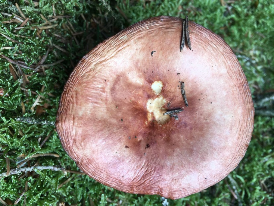 Сыроежка лиловатая