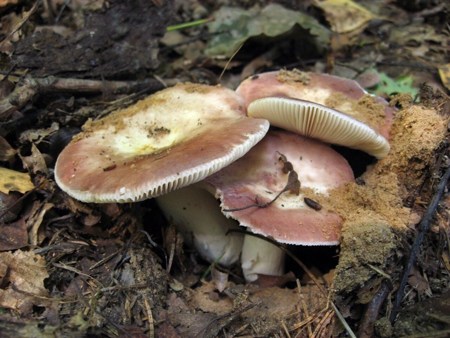 Сыроежка сардониксовая Russula Sardonia