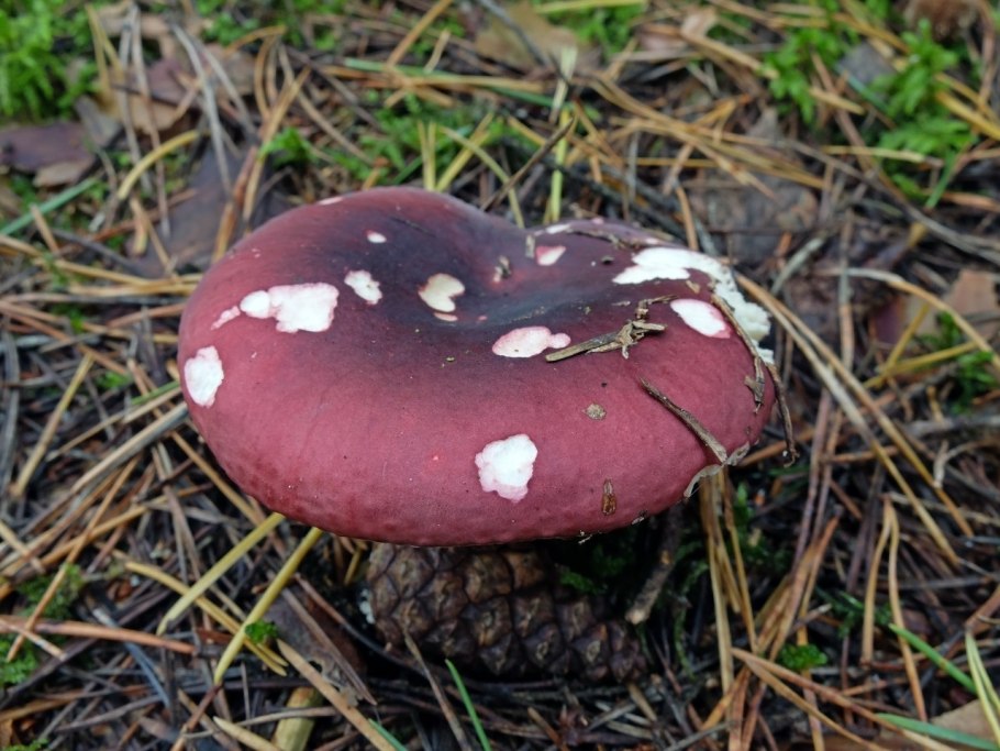 Сыроежка золотистая (Russula Aurea)