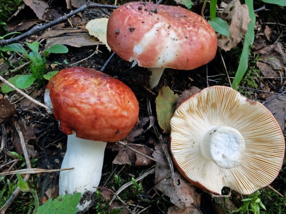 Сыроежка сардониксовая Russula Sardonia