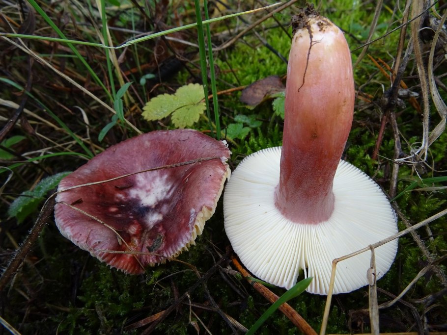 Сыроежка сардониксовая Russula Sardonia