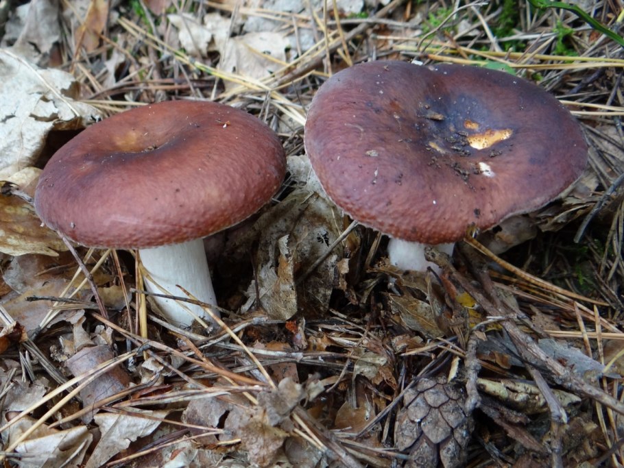 Подгруздок Russula adusta