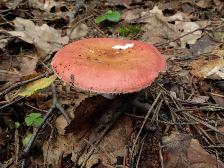 Russula consobrina
