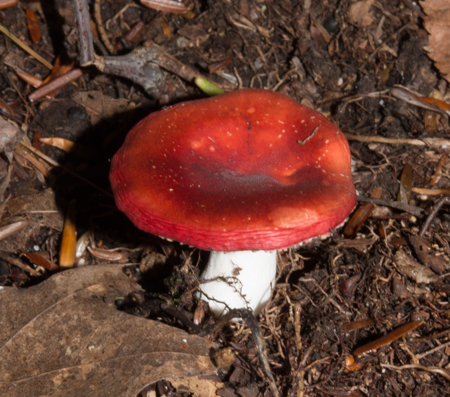 Сыроежка сереющая Russula decolorans