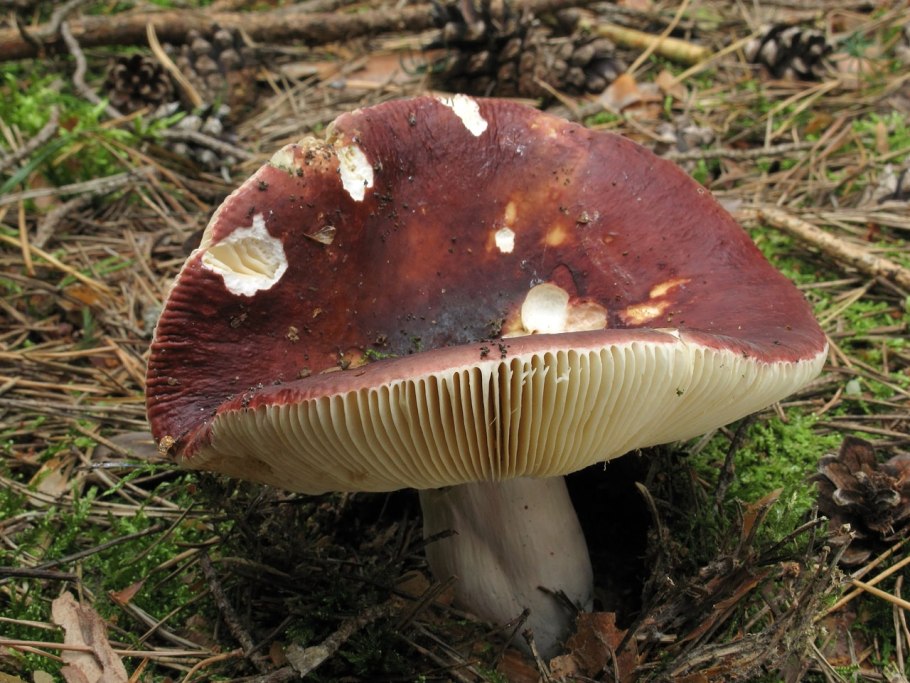 Гриб Russula cyanoxantha
