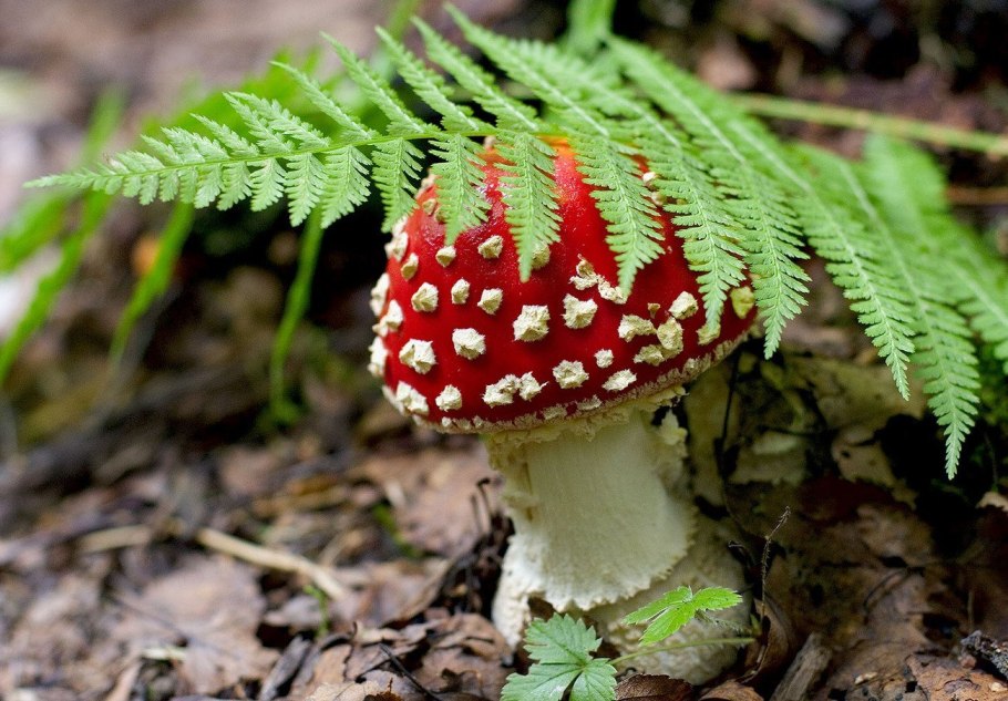 Базидиомикота мухомор – Amanita