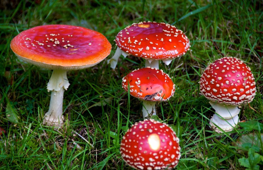 Мухомор красный (Amanita muscaria)