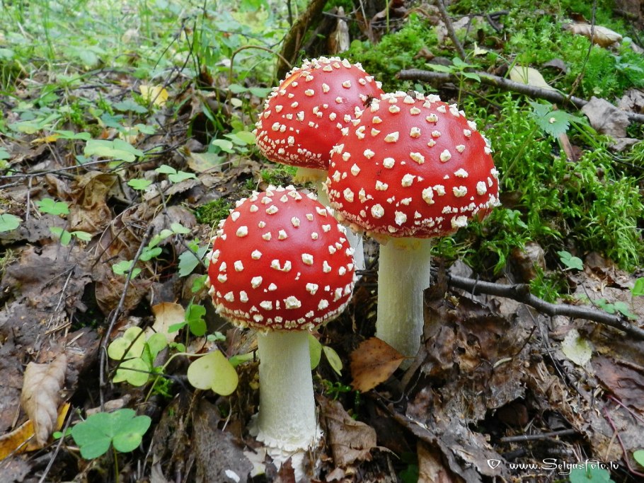 Красный мухомор сыроежка