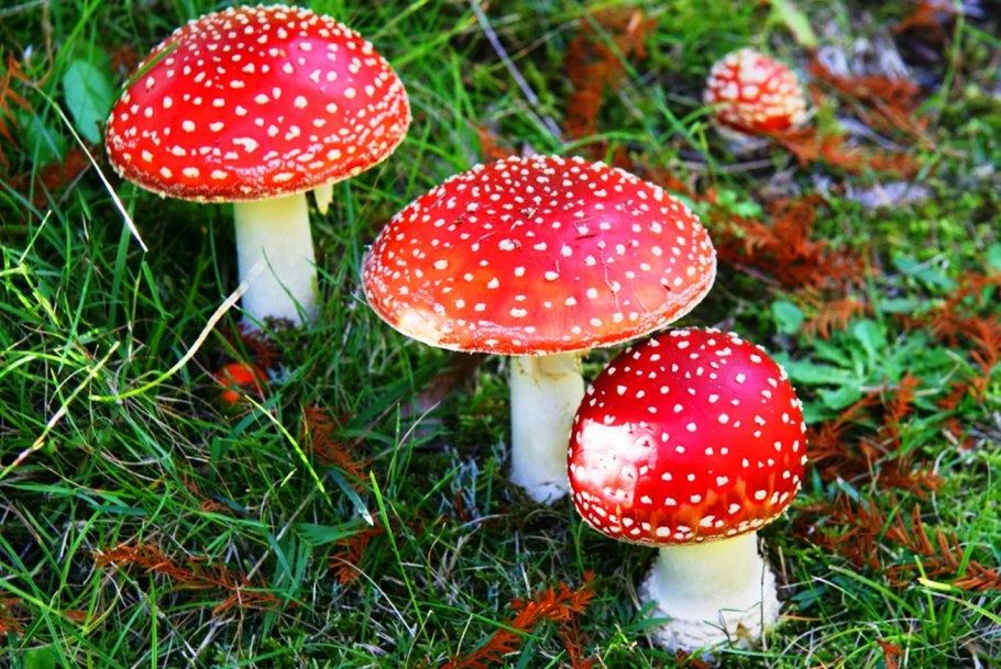 Мухомор Amanita muscaria