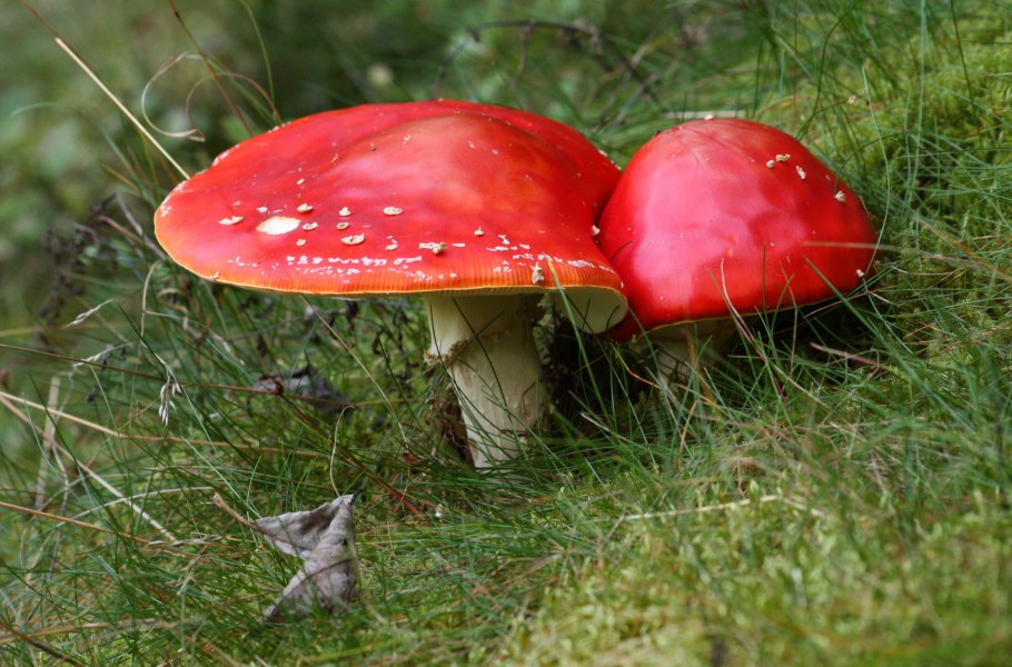 Гриб Ложноопенок кирпично красный