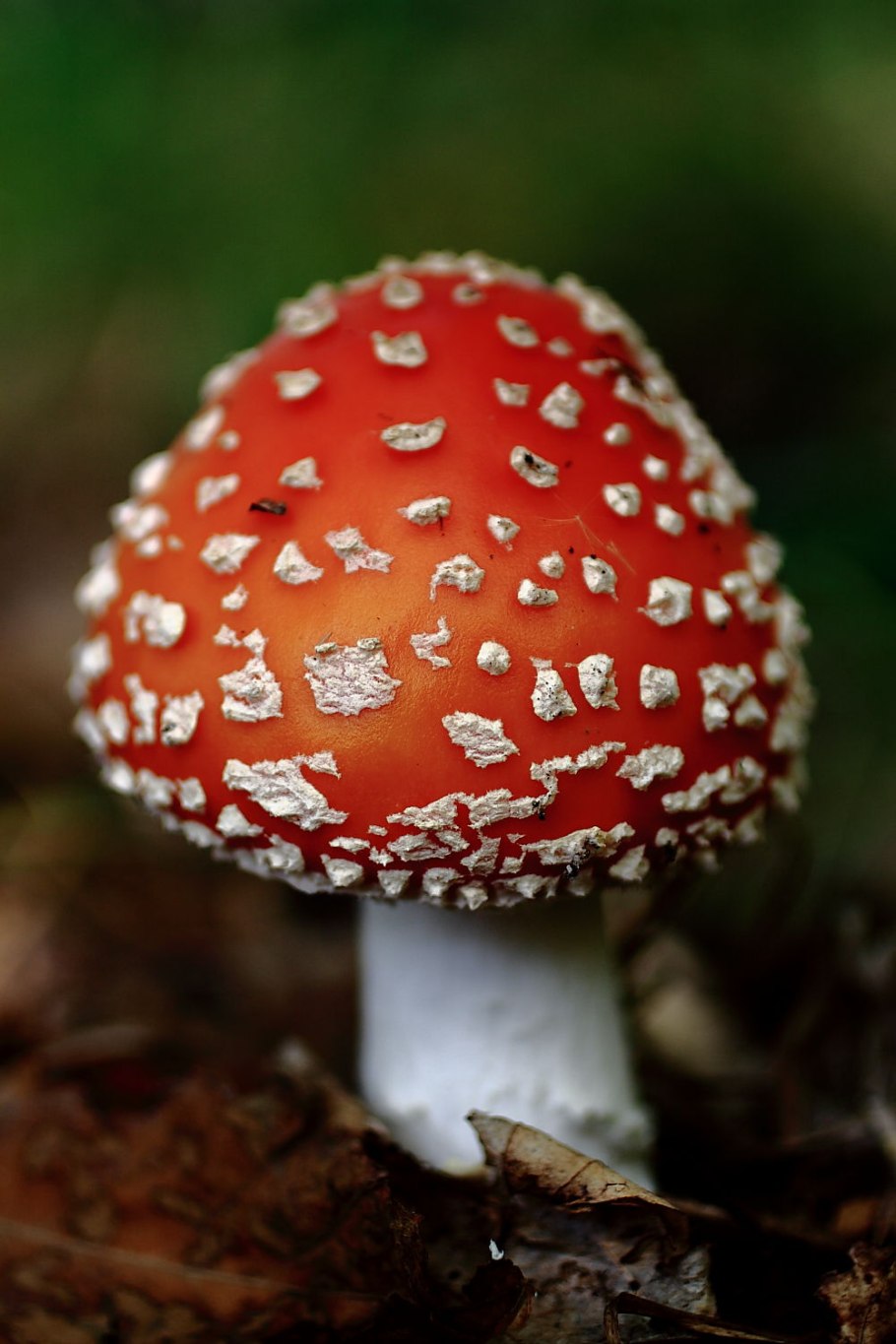 Мухомор Amanita muscaria