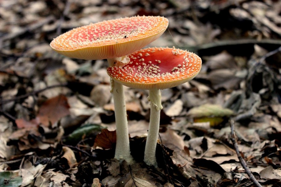 Сухой мухомор красный Amanita muscaria