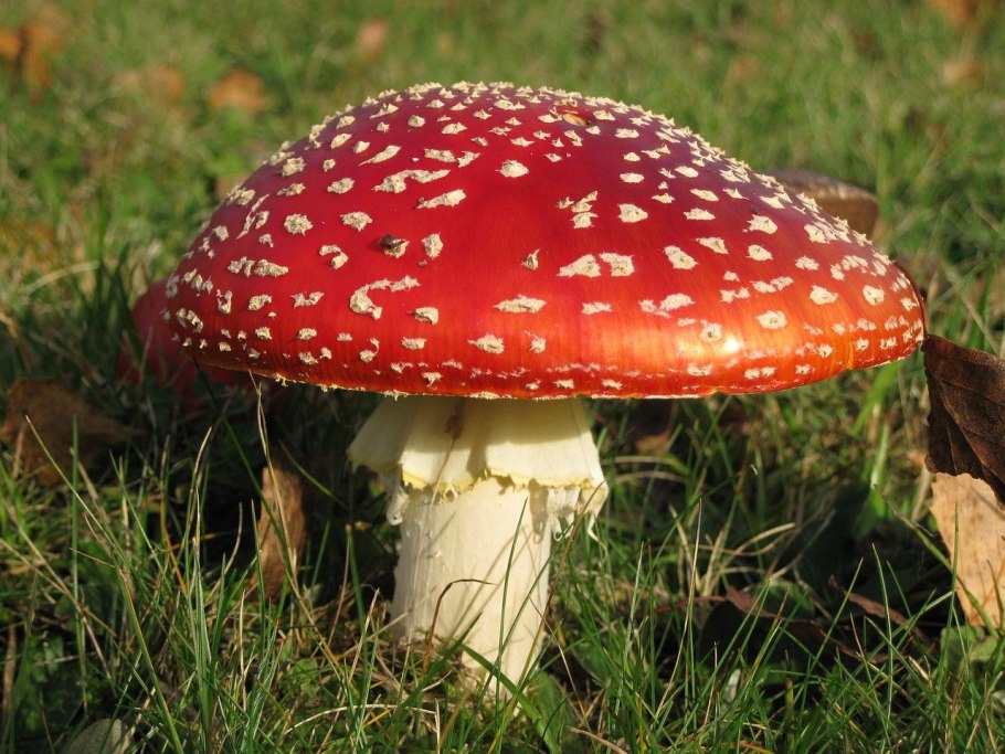 Мухомор Amanita muscaria