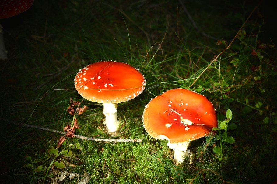 Мухомор желтоножковый