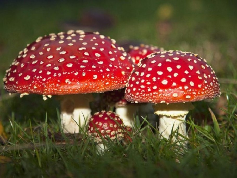 Мухомор желтоножковый