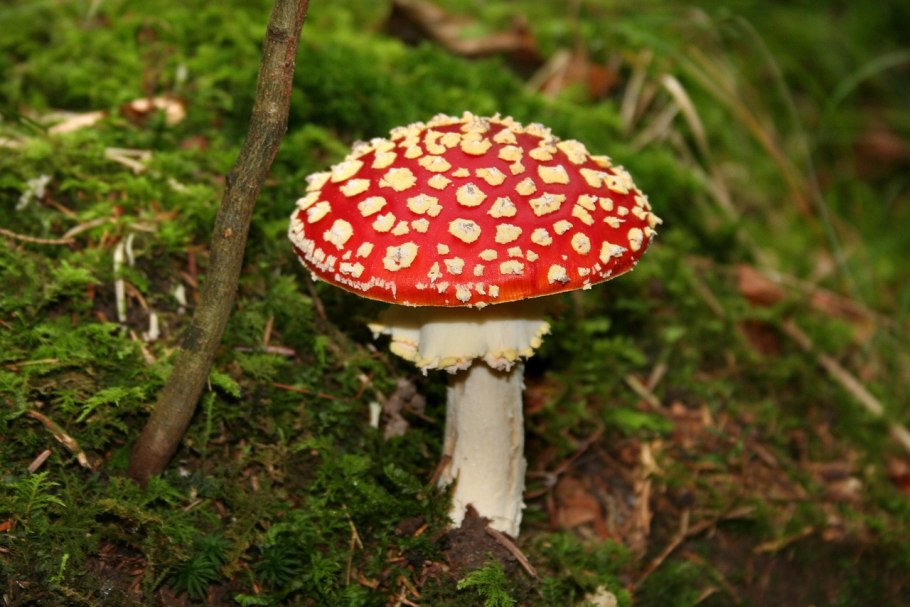 Мухомор красный (Amanita muscaria)