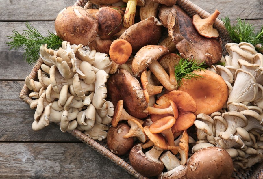 Грибы свежие