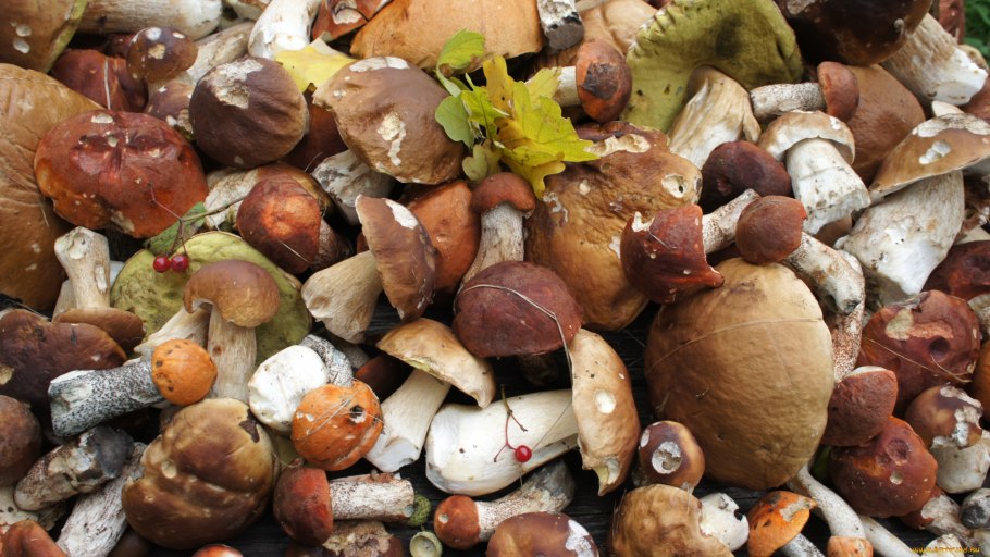 Белые грибы на столе