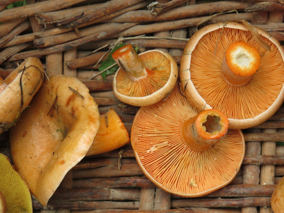 Белые грибы с коричневой серединкой