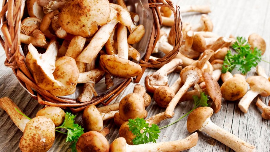 Шампиньоны и опята