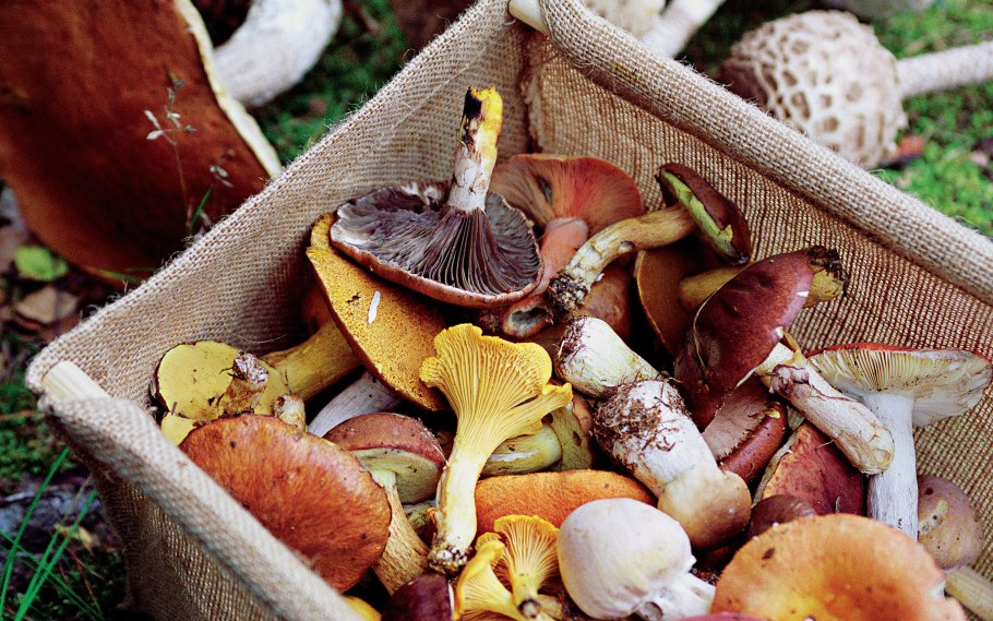 Грибы ассортимент