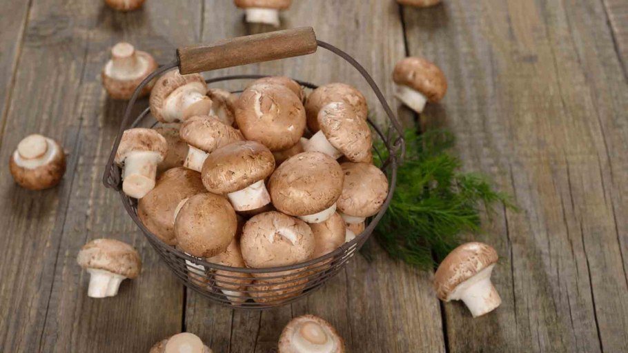 Шампиньоны и вешенки