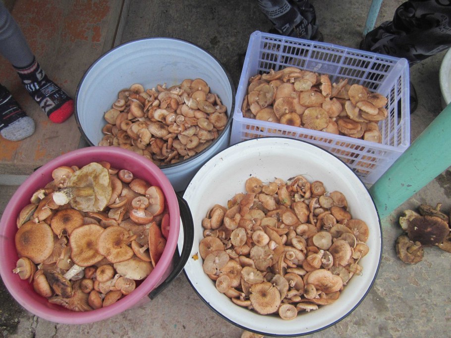 Хобби собирать грибы