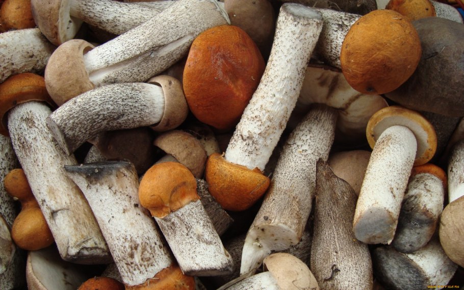 Куча грибов на столе