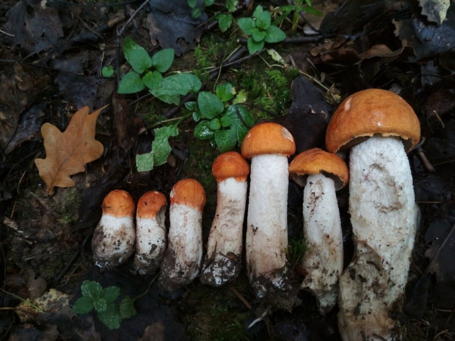 Съедобные грибы