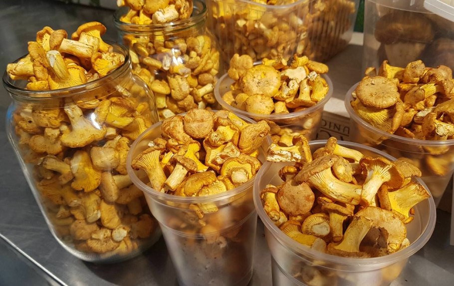 Боровик - белый гриб Боровик