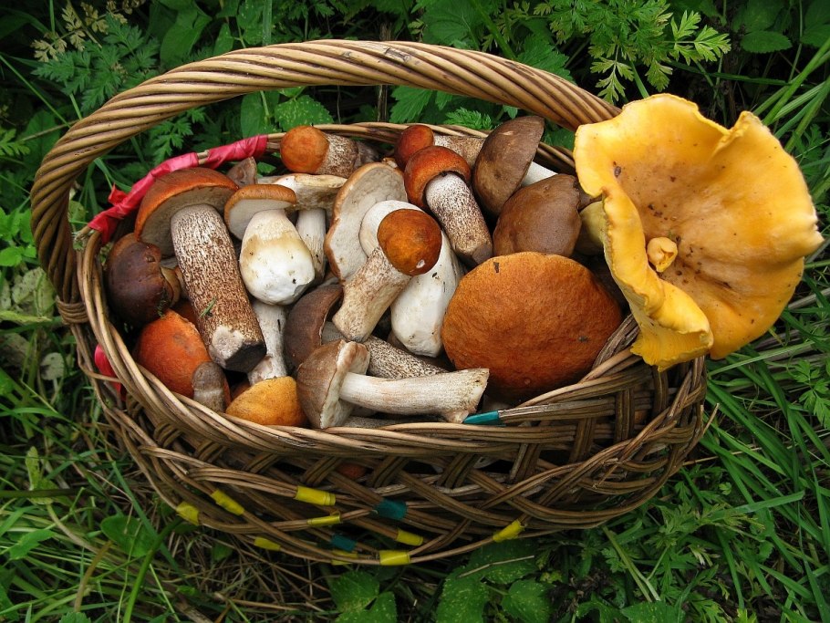 Лукошко с грибами