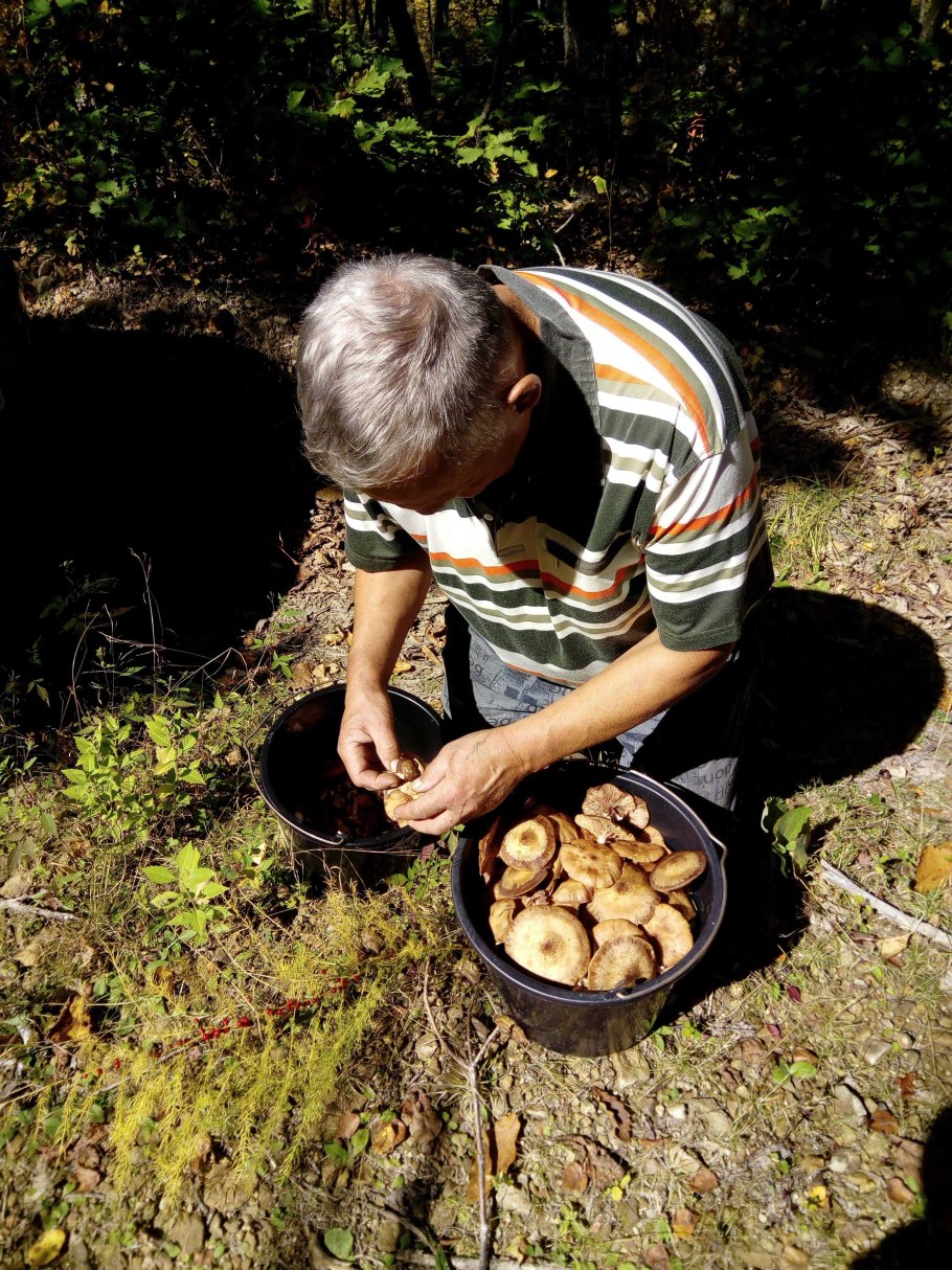 Дикорастущие грибы