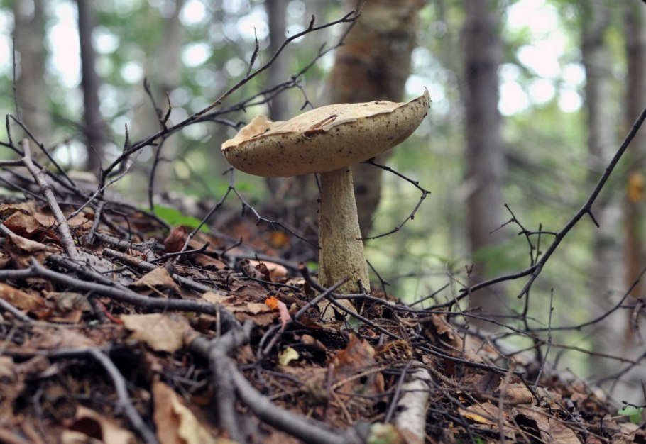 Приокский заповедник грибы